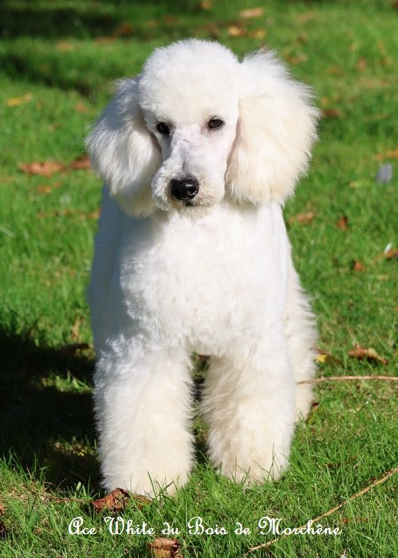 du bois de Morchène - Chiots disponibles - Caniche