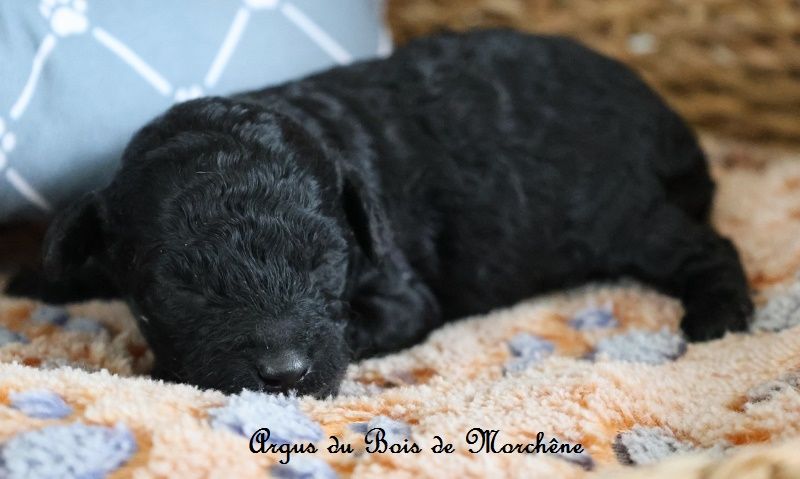 du bois de Morchène - Chiots disponibles - Caniche