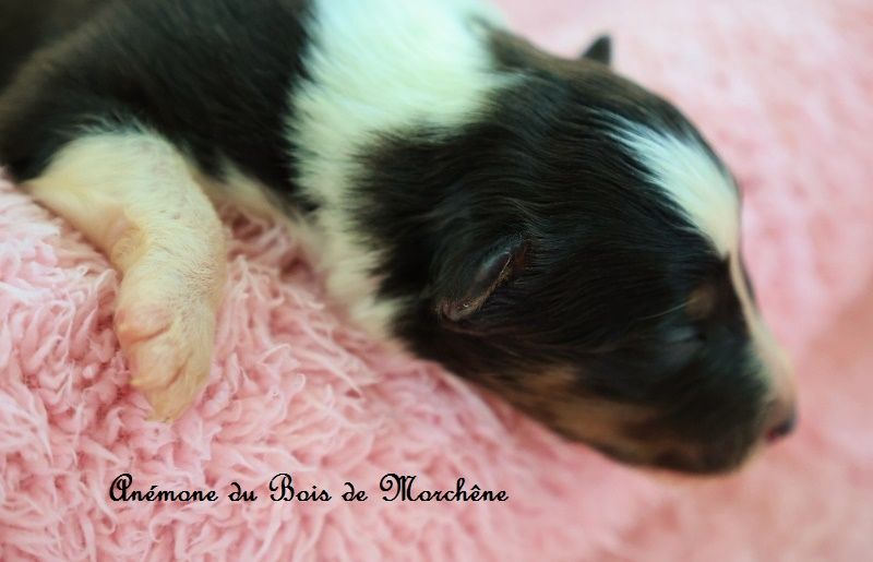 du bois de Morchène - Chiots disponibles - Shetland Sheepdog