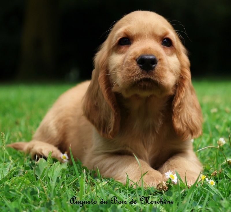 du bois de Morchène - Cocker Spaniel Anglais - Portée née le 28/05/2025