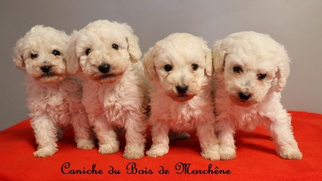 Chiot Caniche du bois de Morchène