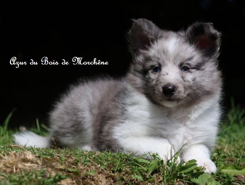 du bois de Morchène - Chiots disponibles - Shetland Sheepdog