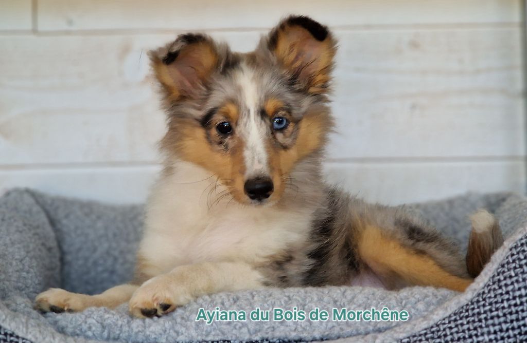 du bois de Morchène - Chiots disponibles - Shetland Sheepdog