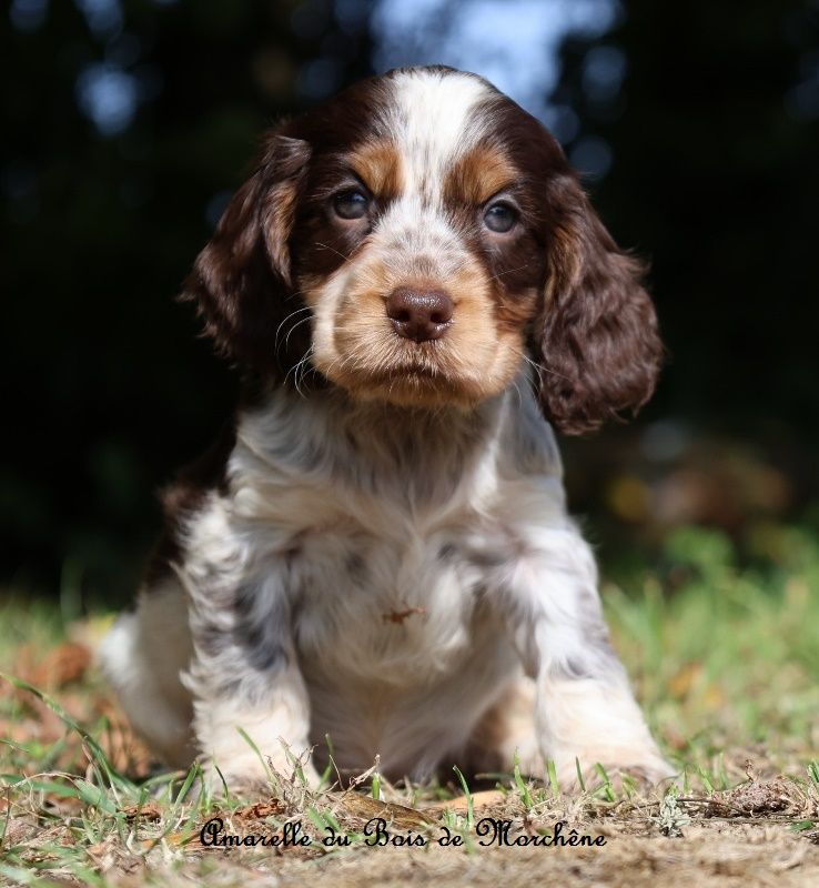 du bois de Morchène - Chiots disponibles - Cocker Spaniel Anglais