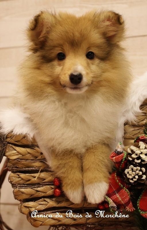 du bois de Morchène - Chiots disponibles - Shetland Sheepdog