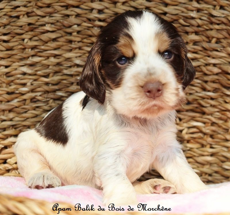 du bois de Morchène - Chiots disponibles - Cocker Spaniel Anglais