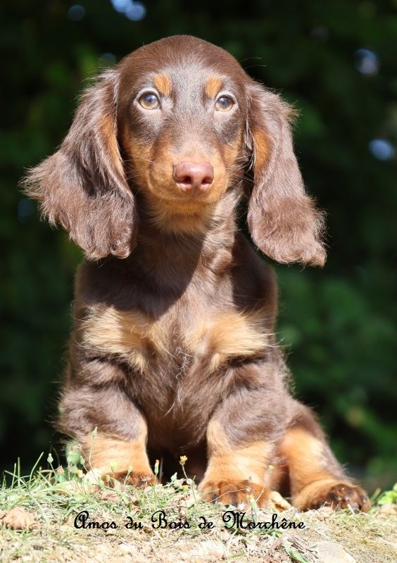 du bois de Morchène - Chiots disponibles - Teckel poil long