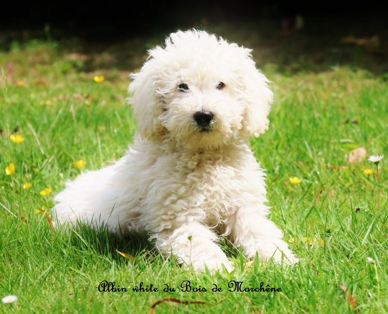du bois de Morchène - Caniche - Portée née le 08/03/2025