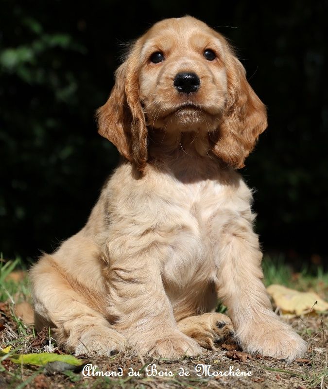 du bois de Morchène - Chiots disponibles - Cocker Spaniel Anglais