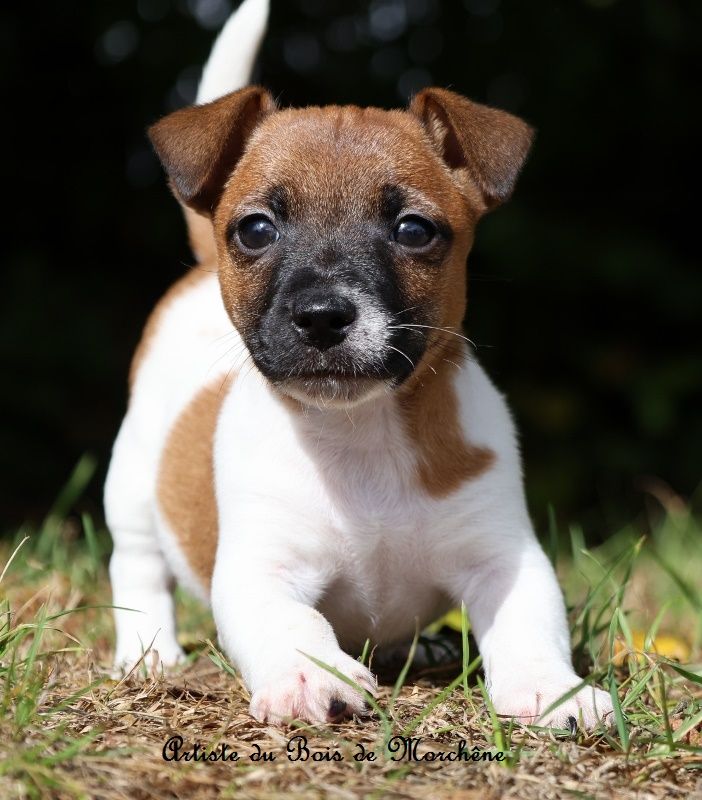 du bois de Morchène - Chiots disponibles - Jack Russell Terrier