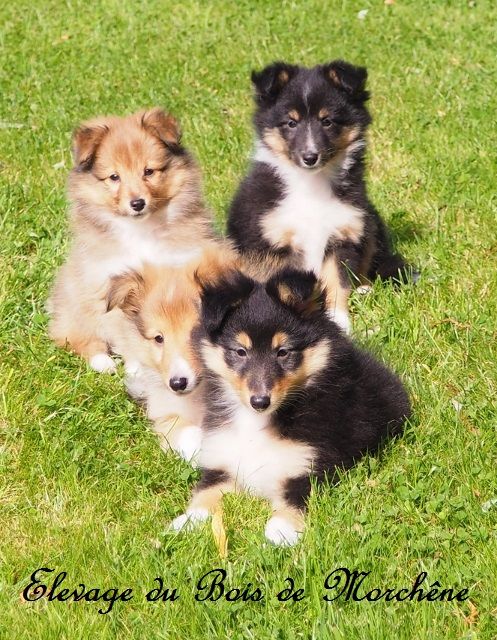 Chiot Shetland Sheepdog du bois de Morchène