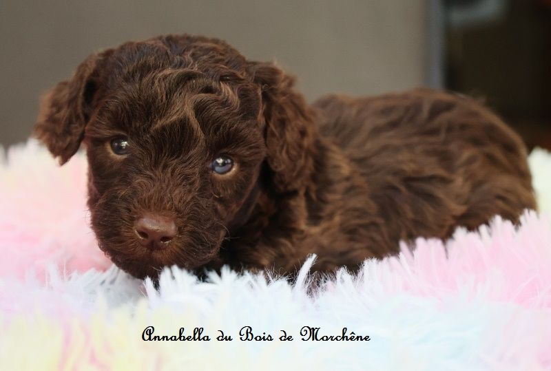 du bois de Morchène - Chiots disponibles - Caniche