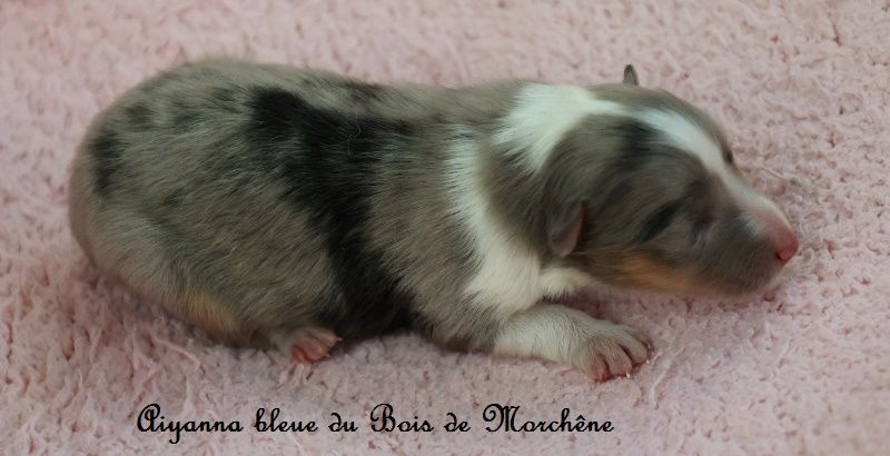 du bois de Morchène - Chiots disponibles - Shetland Sheepdog