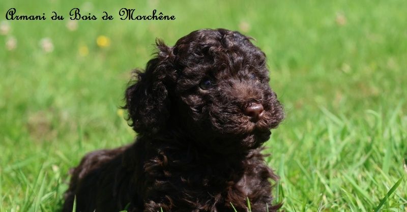 du bois de Morchène - Chiots disponibles - Caniche