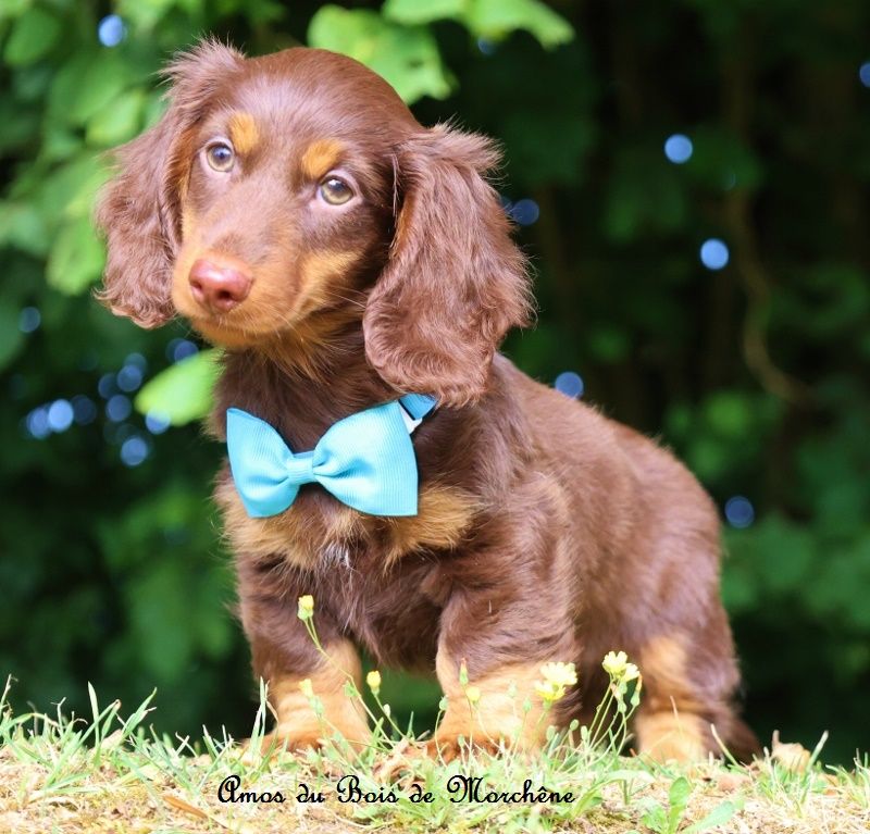 du bois de Morchène - Chiots disponibles - Teckel poil long
