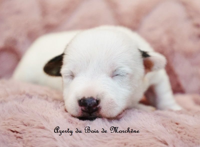 du bois de Morchène - Chiots disponibles - Jack Russell Terrier