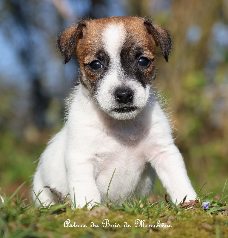 du bois de Morchène - Chiots disponibles - Jack Russell Terrier