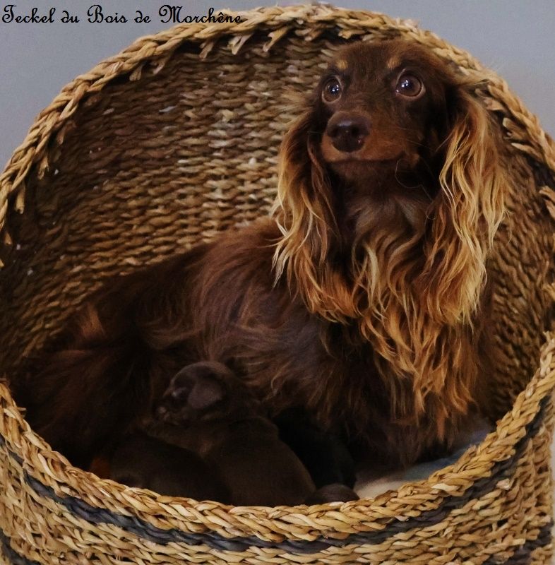 Chiot Teckel poil long du bois de Morchène