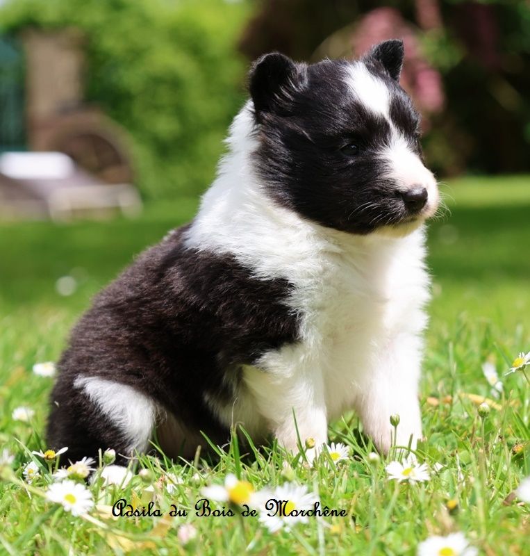 du bois de Morchène - Chiots disponibles - Shetland Sheepdog