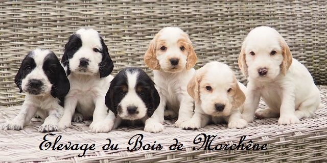 Chiot Cocker Spaniel Anglais du bois de Morchène