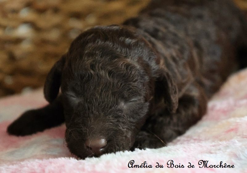 du bois de Morchène - Chiots disponibles - Caniche