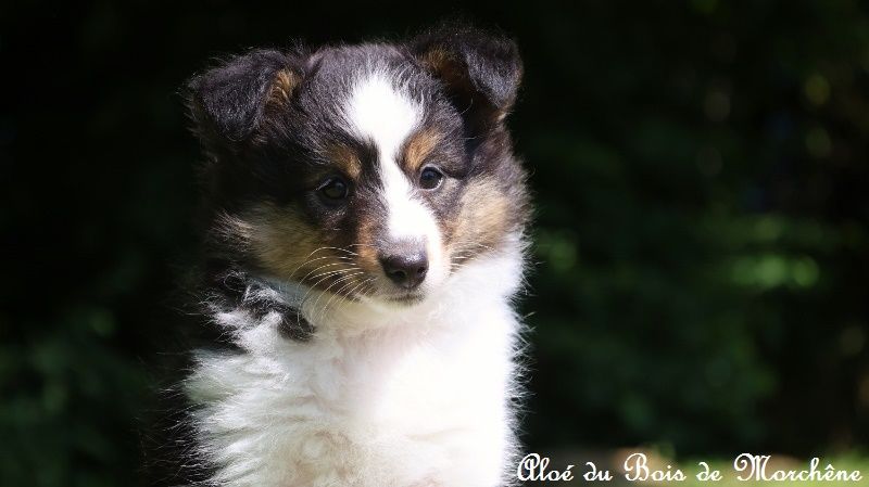 du bois de Morchène - Chiots disponibles - Shetland Sheepdog