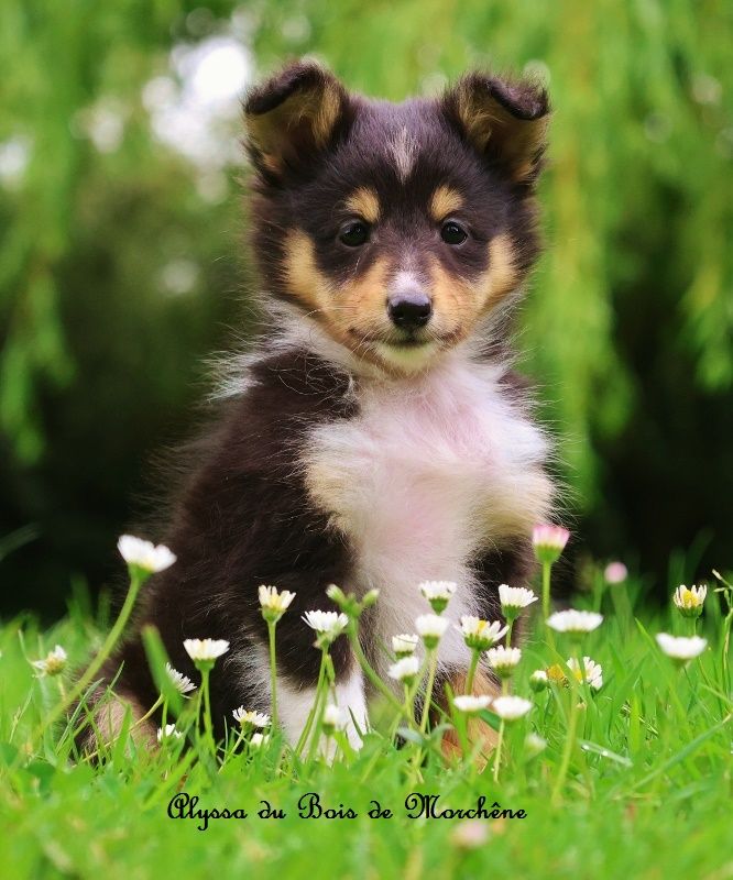 du bois de Morchène - Chiots disponibles - Shetland Sheepdog