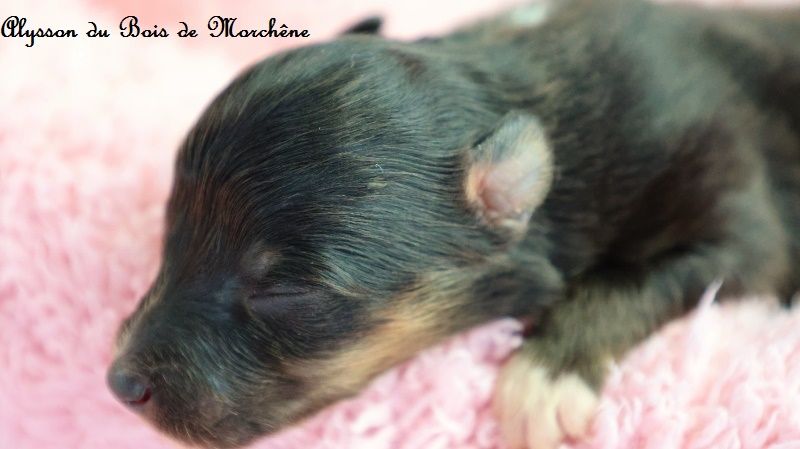 du bois de Morchène - Chiots disponibles - Shetland Sheepdog