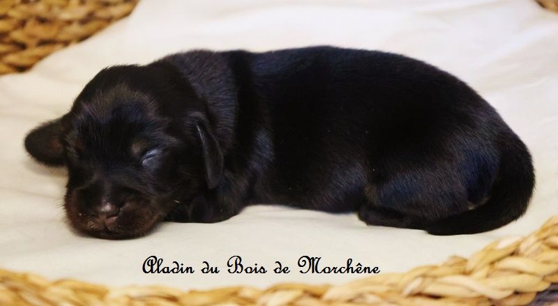du bois de Morchène - Chiots disponibles - Teckel poil long